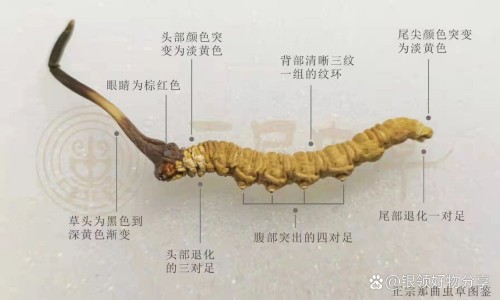 柴胡舒肝丸成分及功效-柴胡舒肝丸配归芍地黄丸的功效专区_柴胡舒肝丸颗粒功效与作用专区_柴胡舒肝丸和逍遥丸的功效哪个好网