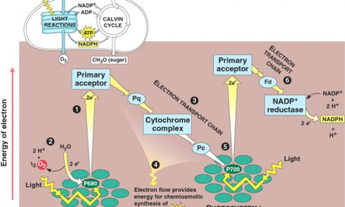 柴胡舒肝丸配归芍地黄丸的功效-柴胡舒肝丸配归芍地黄丸的功效专区_柴胡舒肝丸颗粒功效与作用专区_柴胡舒肝丸和逍遥丸的功效哪个好网